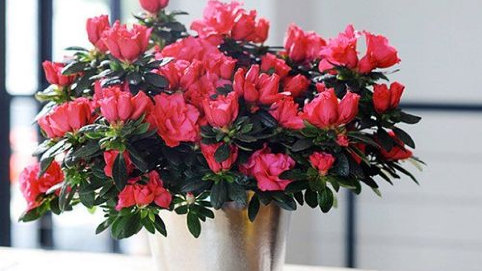 Bất ngờ với công dụng chữa bệnh của hoa đỗ quyên